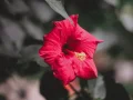 Hawaiian Wedding